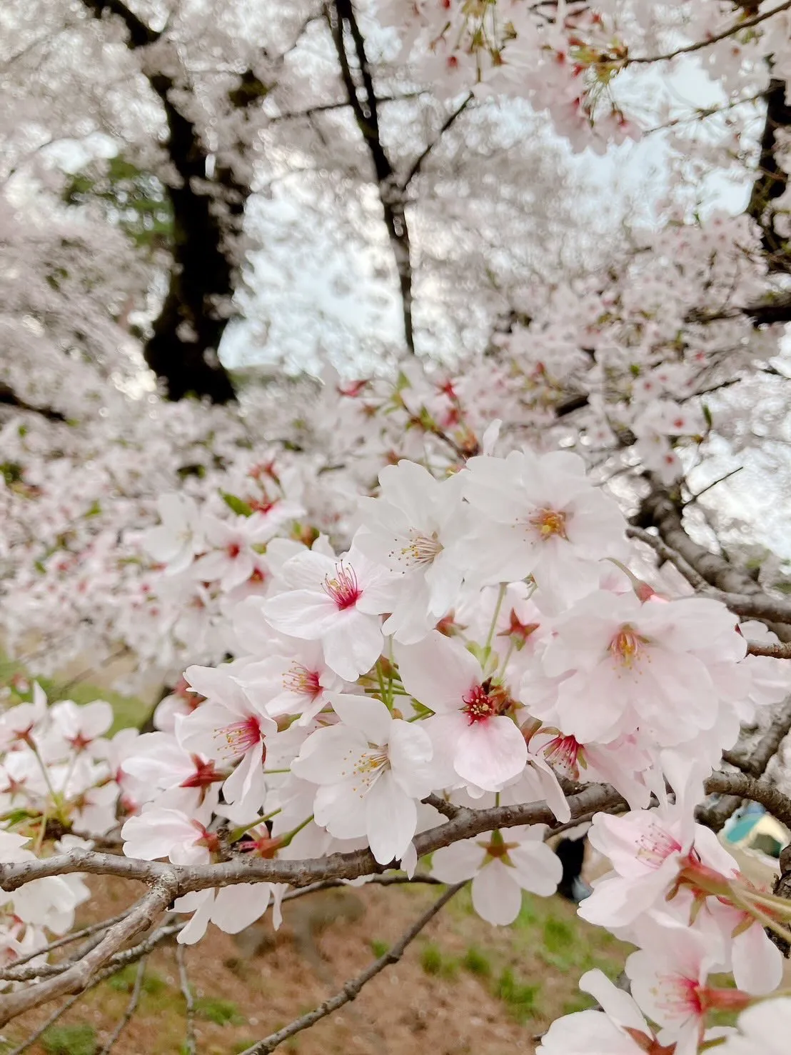 大宮公園でお花見ピクニック🌸